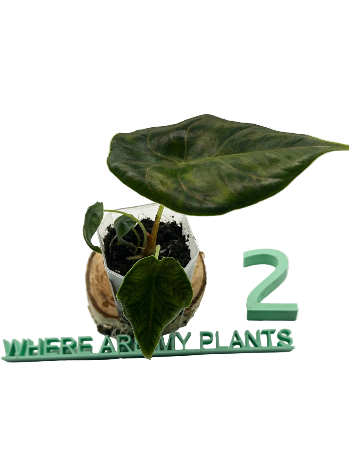 Alocasia Azlanii