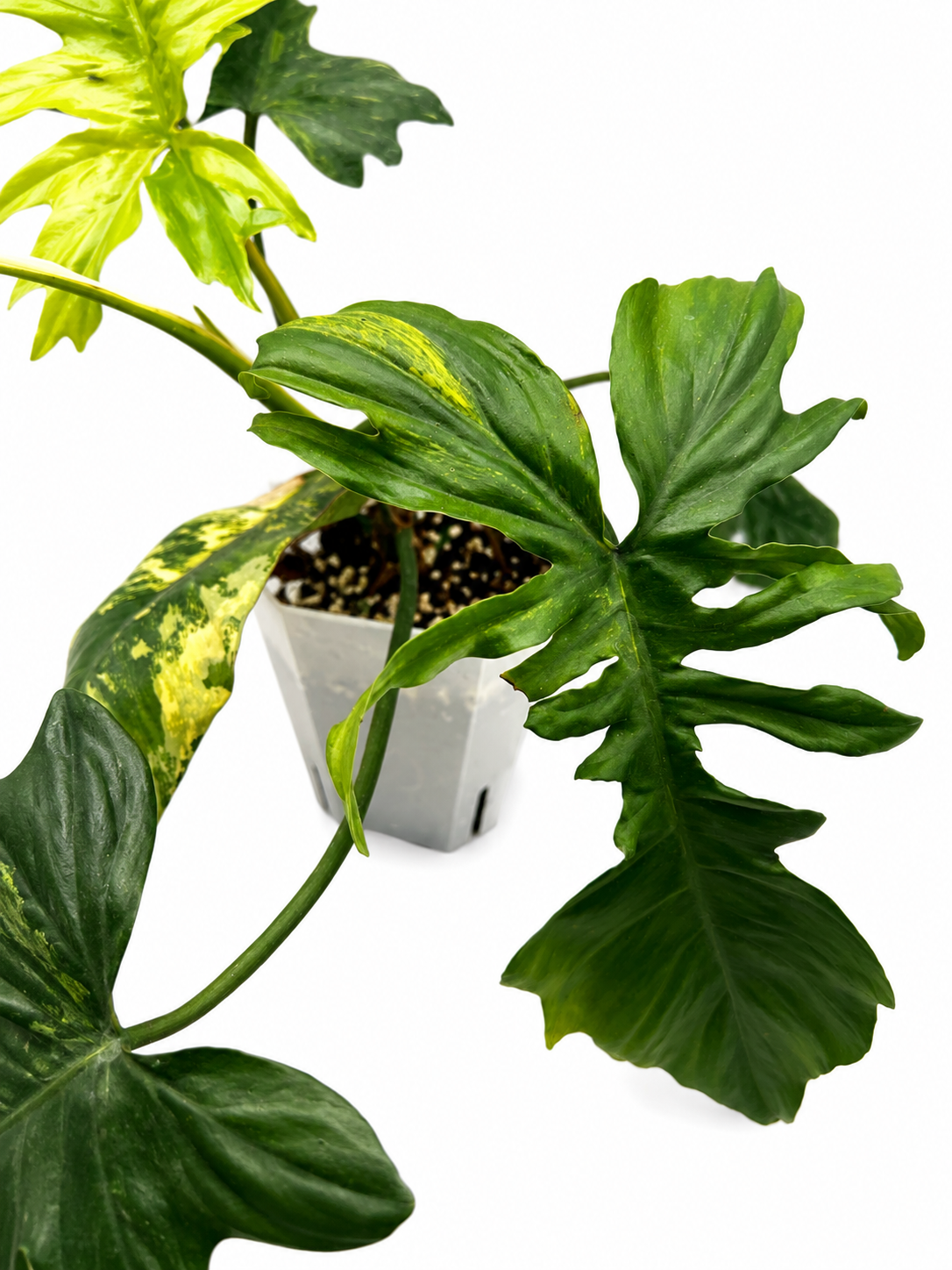 Philodendron Florida Beauty x Mayoi Variegata