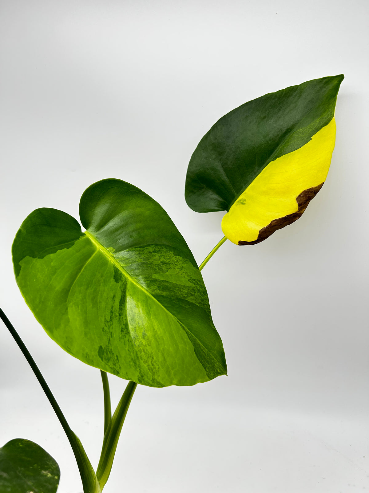 Monstera Yellow Marylin Variegata