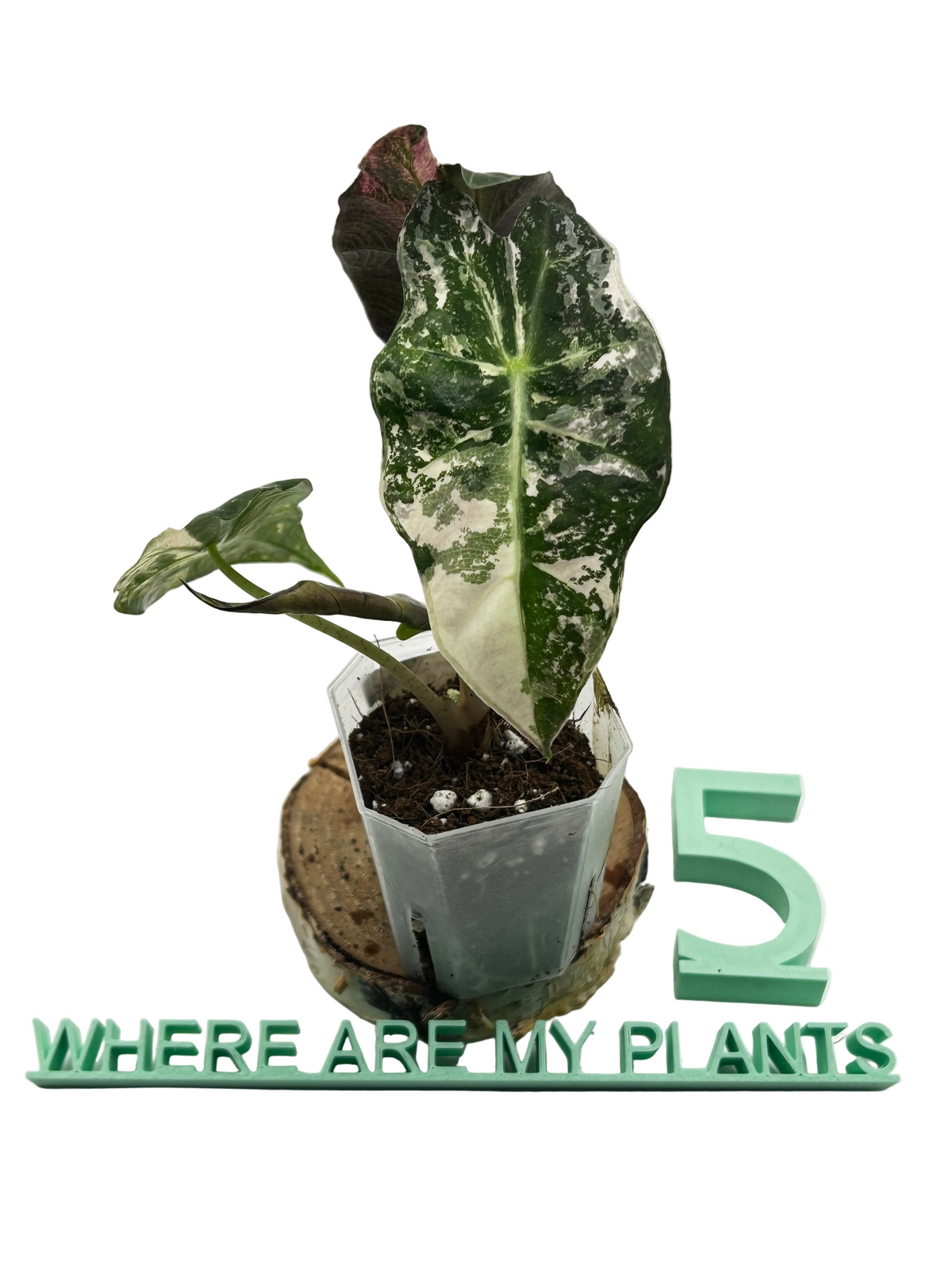 Alocasia Polly Pink Snowflake Variegata