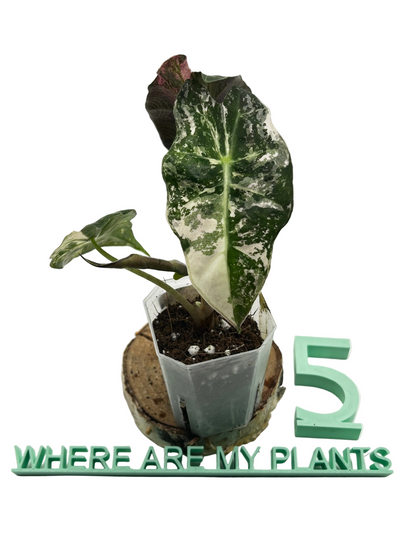 Alocasia Polly Pink Snowflake Variegata