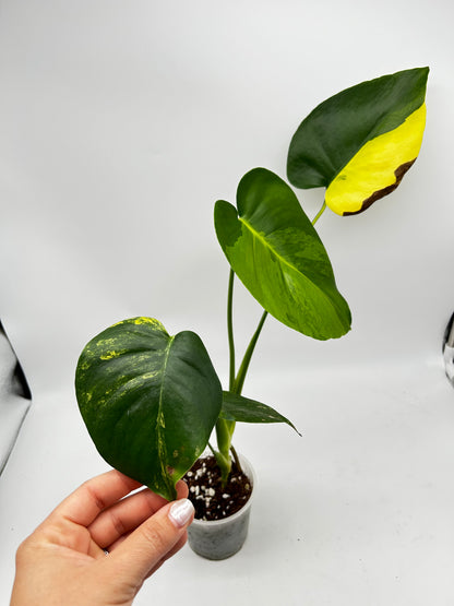 Monstera Yellow Marylin Variegata