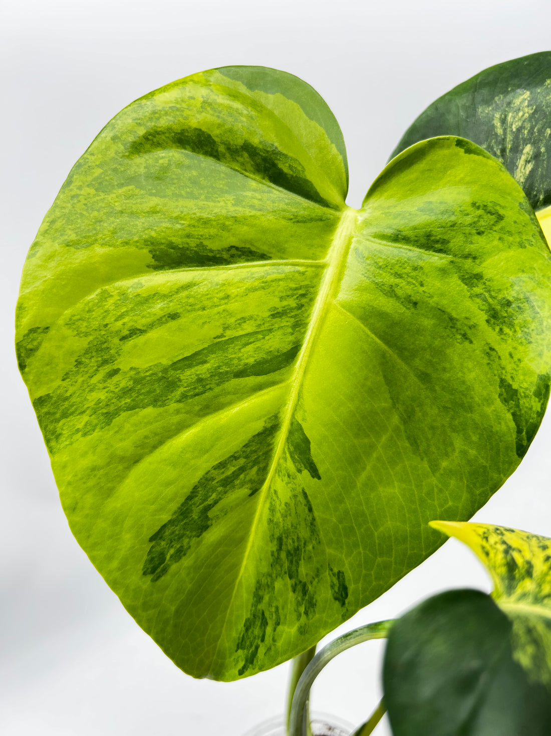 Monstera Yellow Marylin Variegata