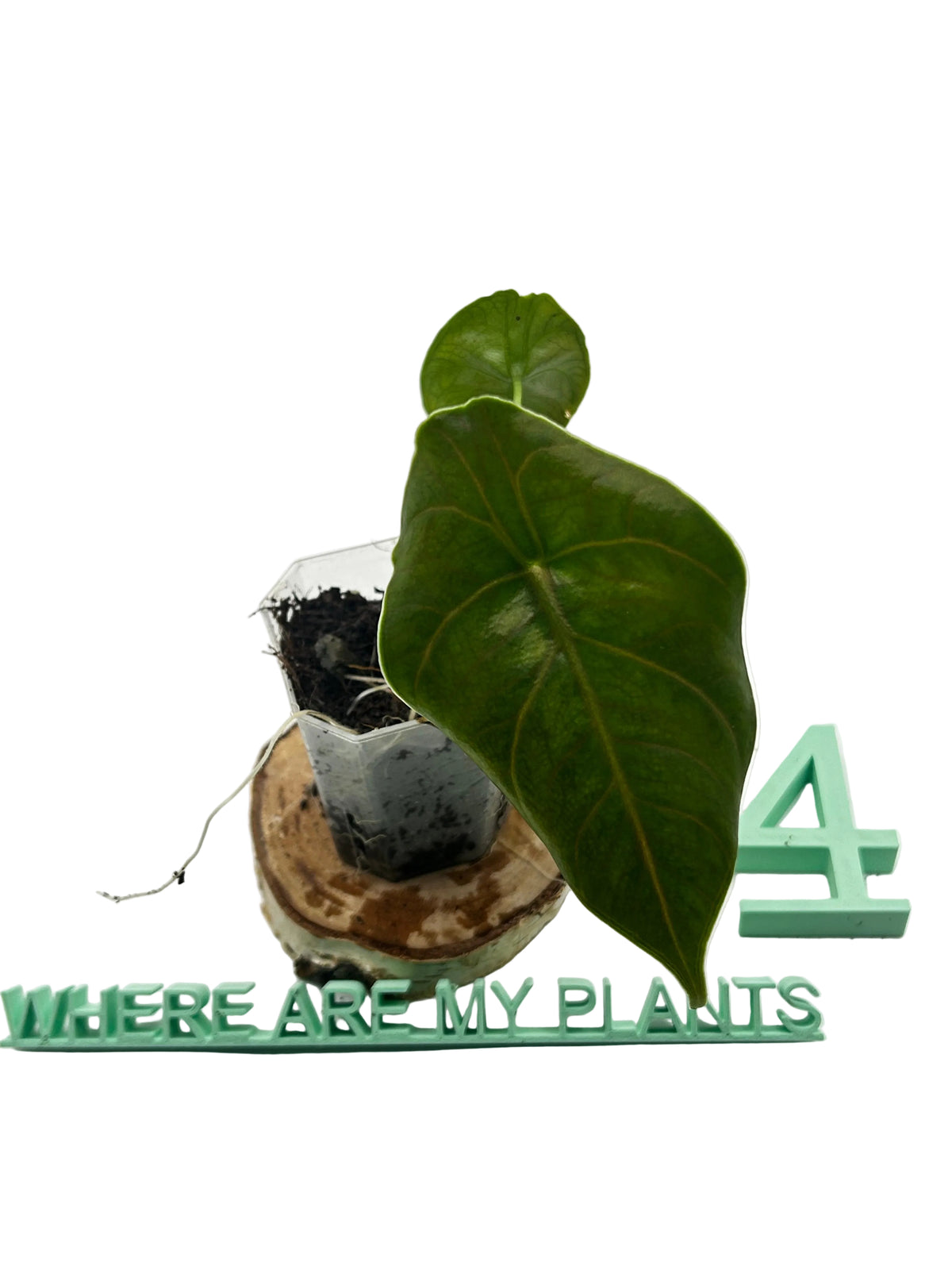Alocasia Azlanii