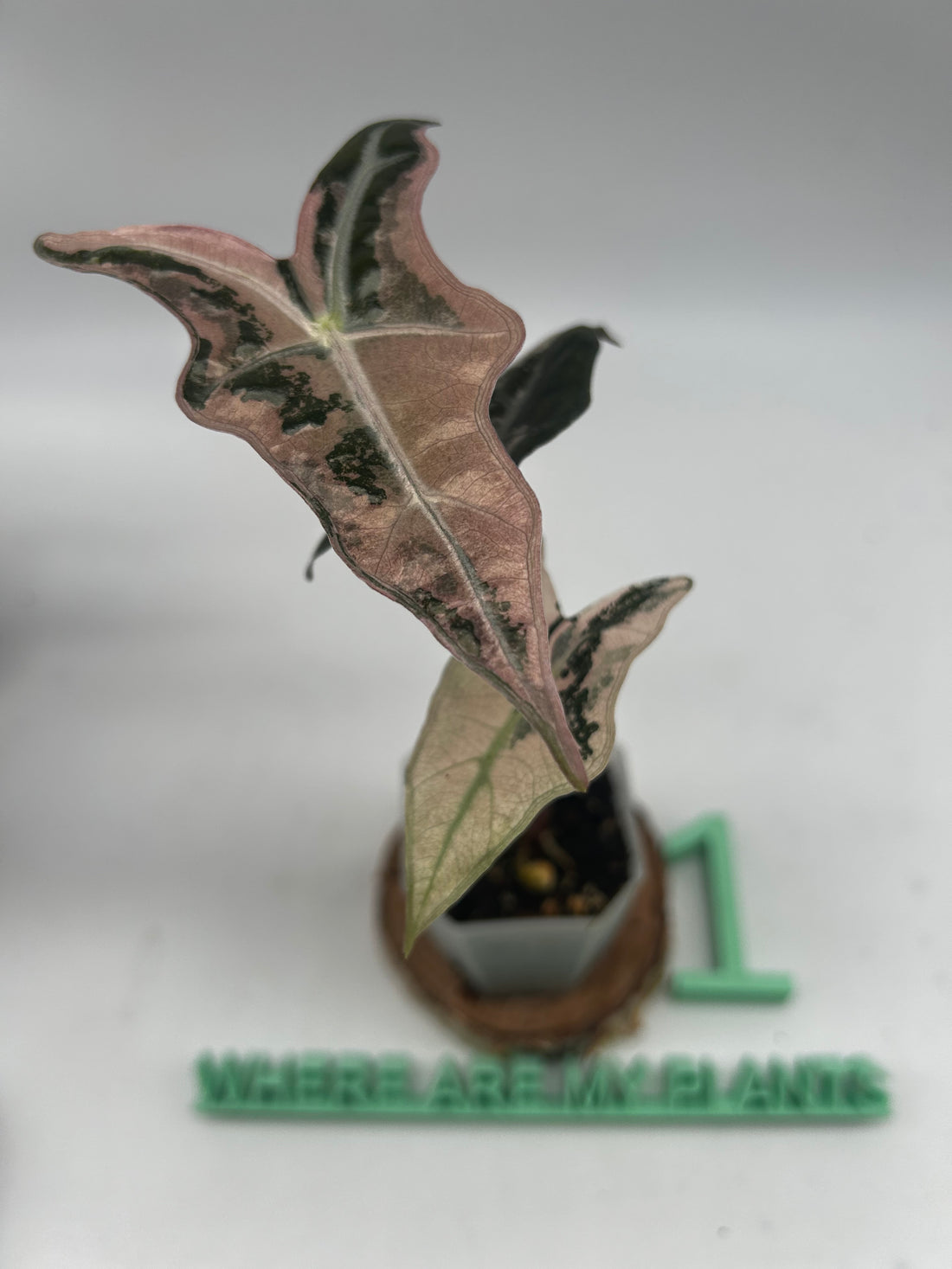 Alocasia Nobilis Pink