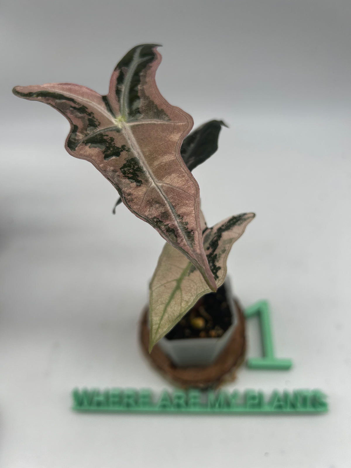 Alocasia Nobilis Pink