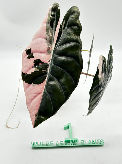 Alocasia Chantrieri Pink Variegata
