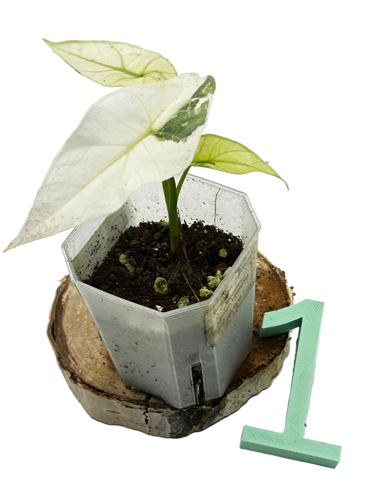 Alocasia Simpo Albo Variegata