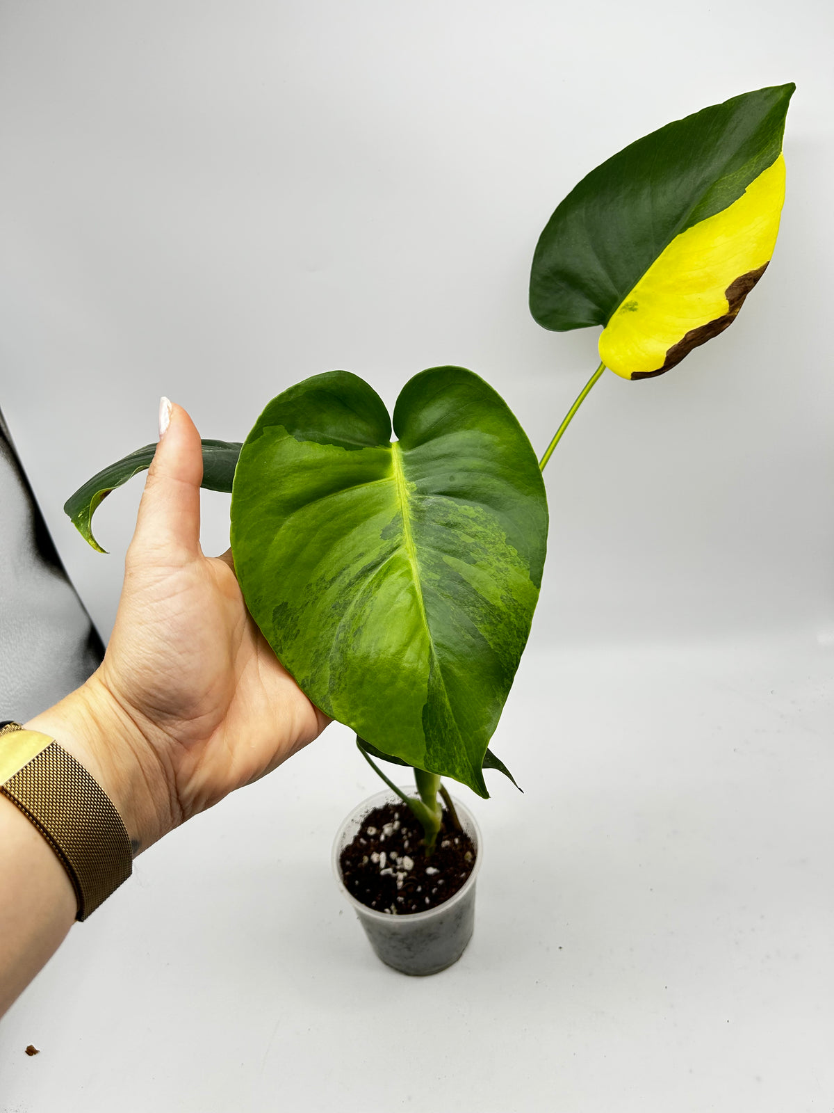 Monstera Yellow Marylin Variegata