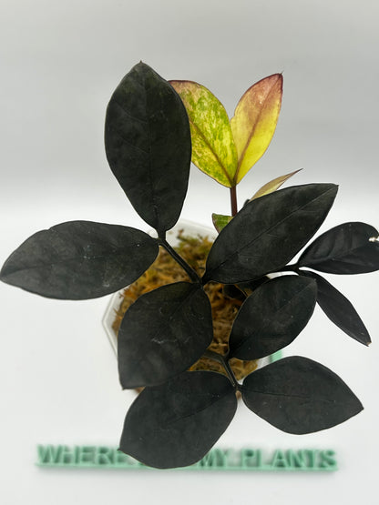 Zamioculcas Zamifolia (Raven ZZ) Pink Variegata