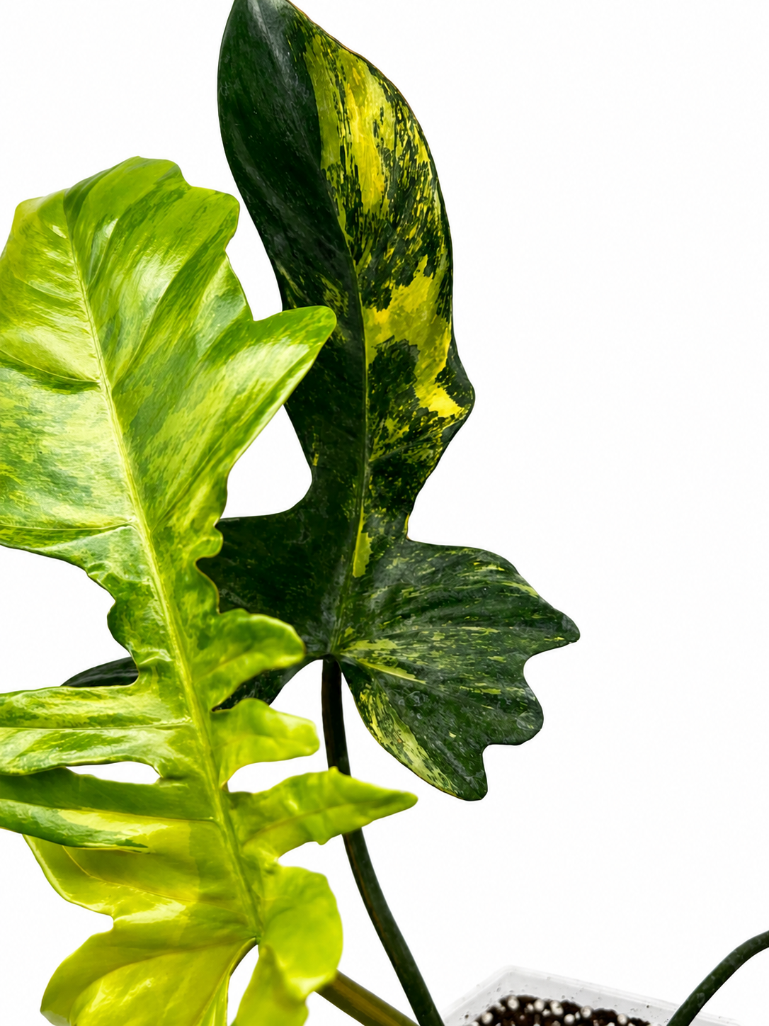 Philodendron Florida Beauty x Mayoi Variegata