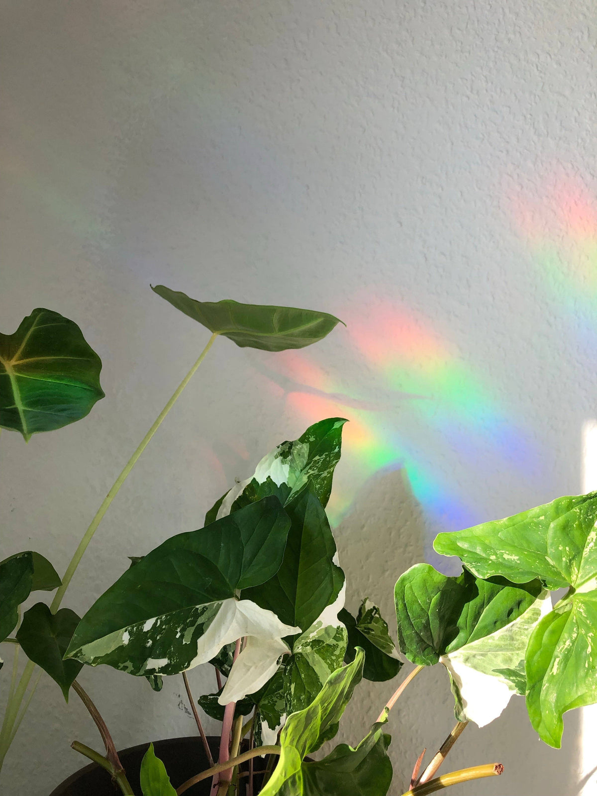 Sun Catcher Sticker - Philodendron