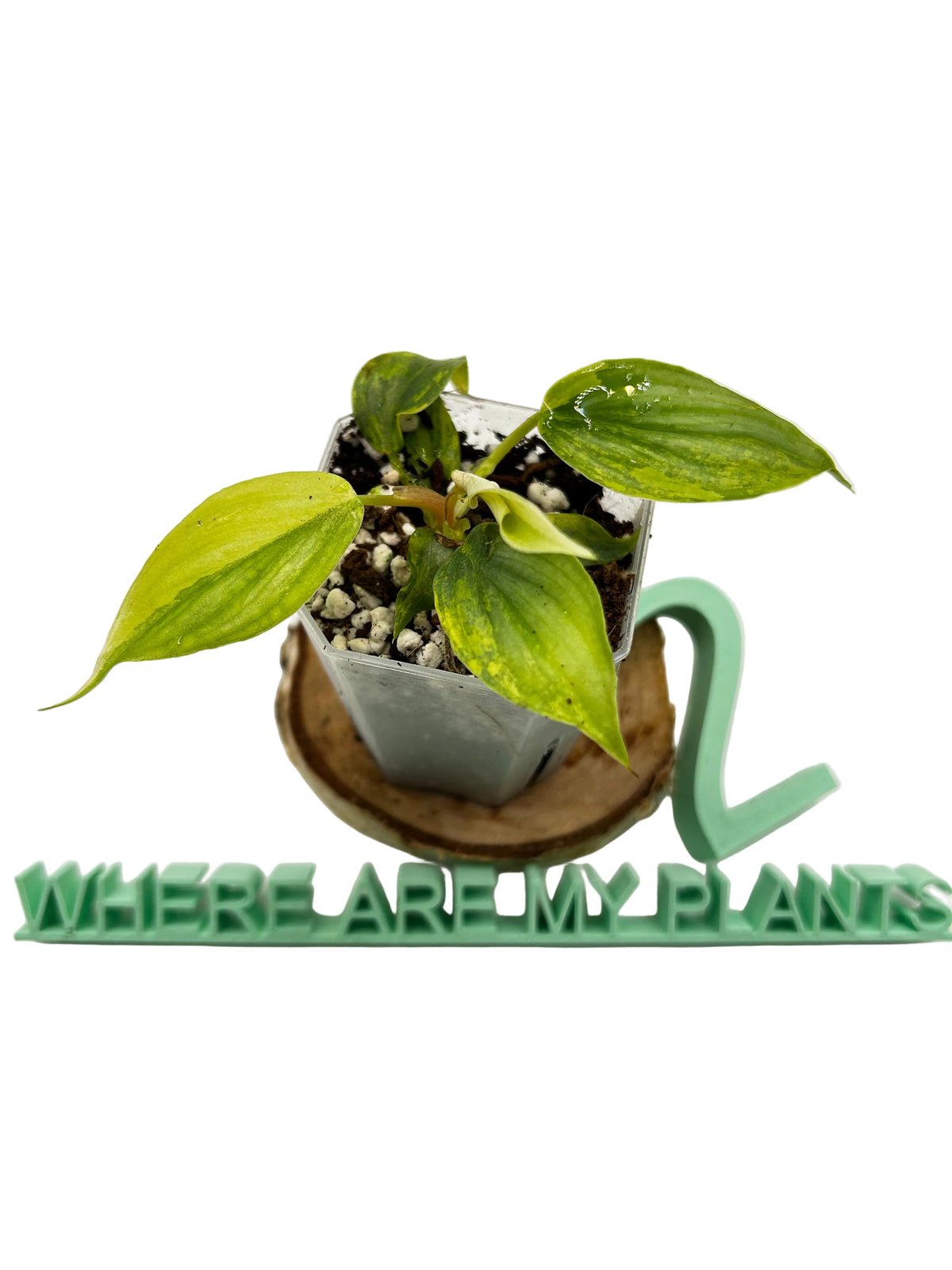 Philodendron Pastazanum Silver x Plowmanii Aurea