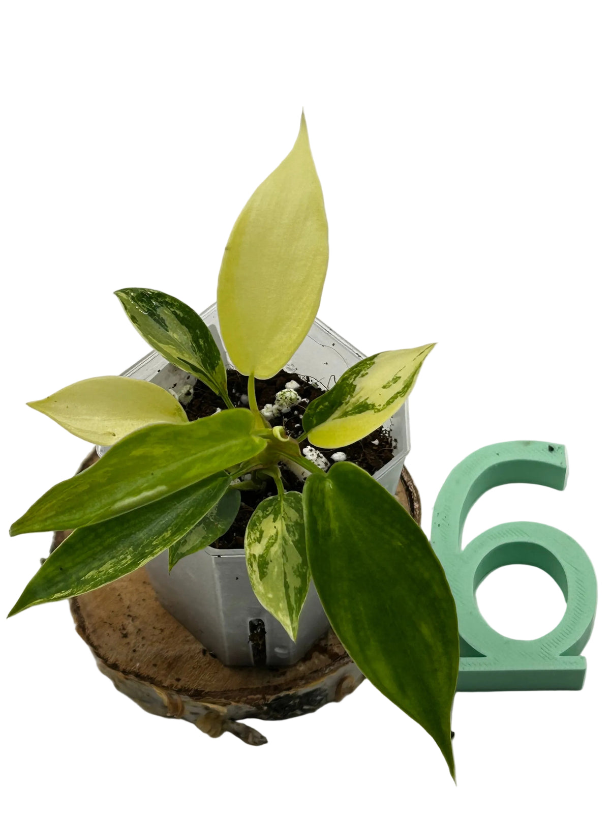 Philodendron Florida Beauty