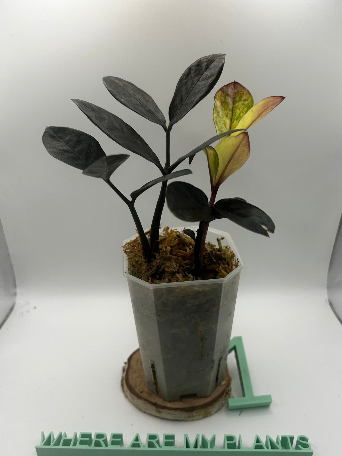 Zamioculcas Zamifolia (Raven ZZ) Pink Variegata