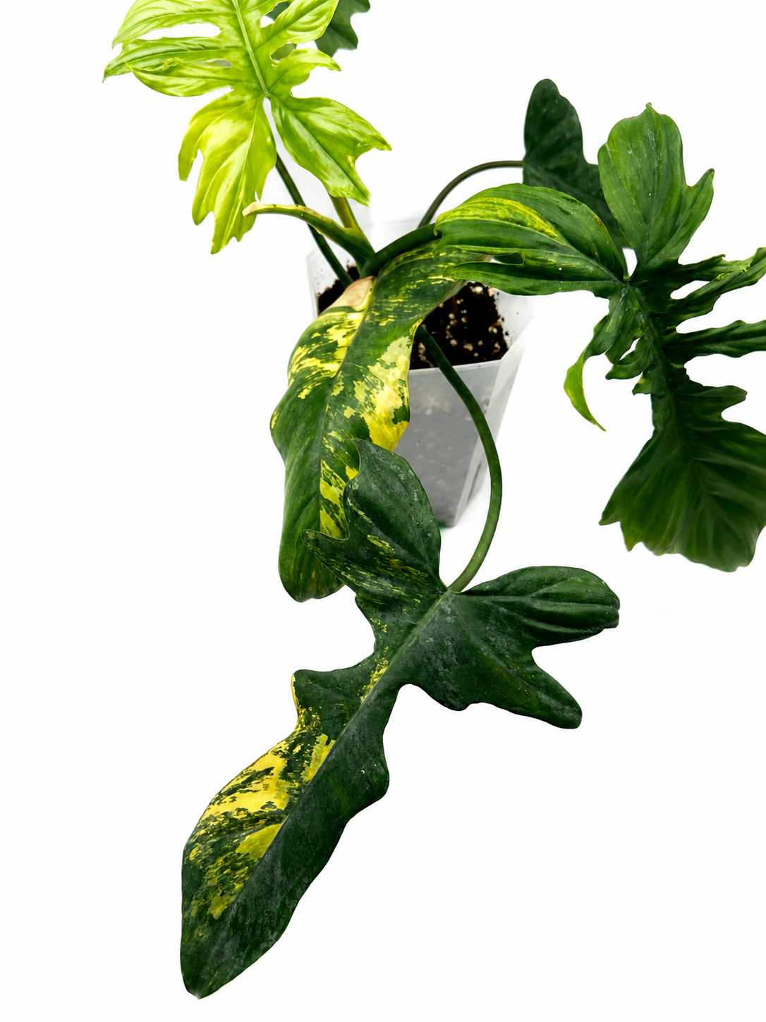 Philodendron Florida Beauty x Mayoi Variegata