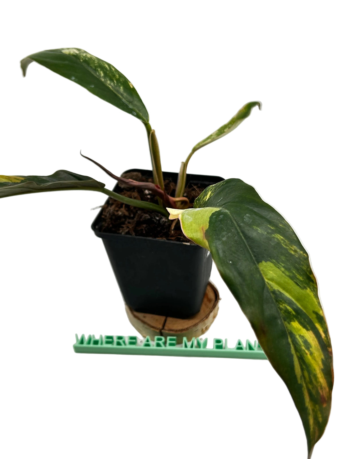 Philodendron Caramel Marble Variegata