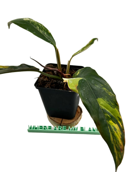 Philodendron Caramel Marble Variegata