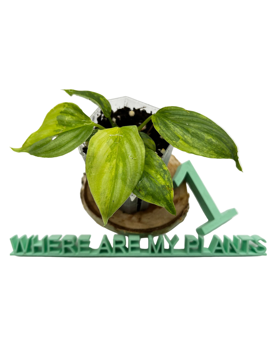 Philodendron Pastazanum Silver x Plowmanii Aurea