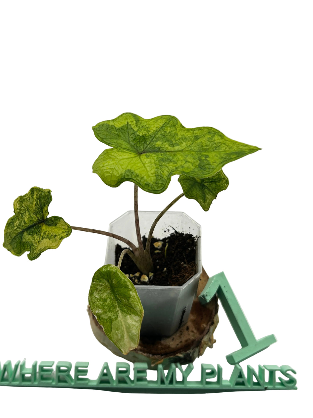 Alocasia Jacklyn Variegata