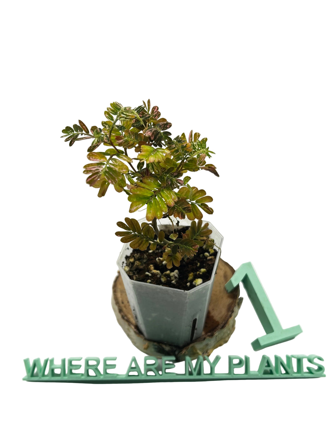 Phyllanthus Urinaria Pink