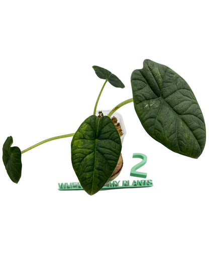 Alocasia Melo Aurea