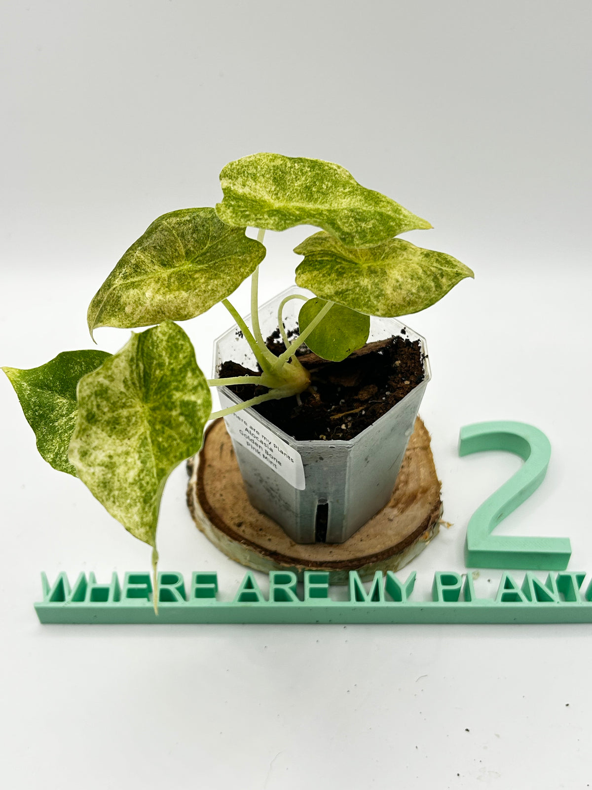 Alocasia Golden Bone Pink Mint