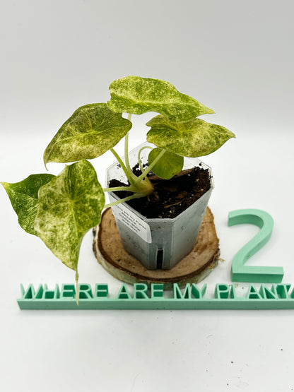 Alocasia Golden Bone Pink Mint