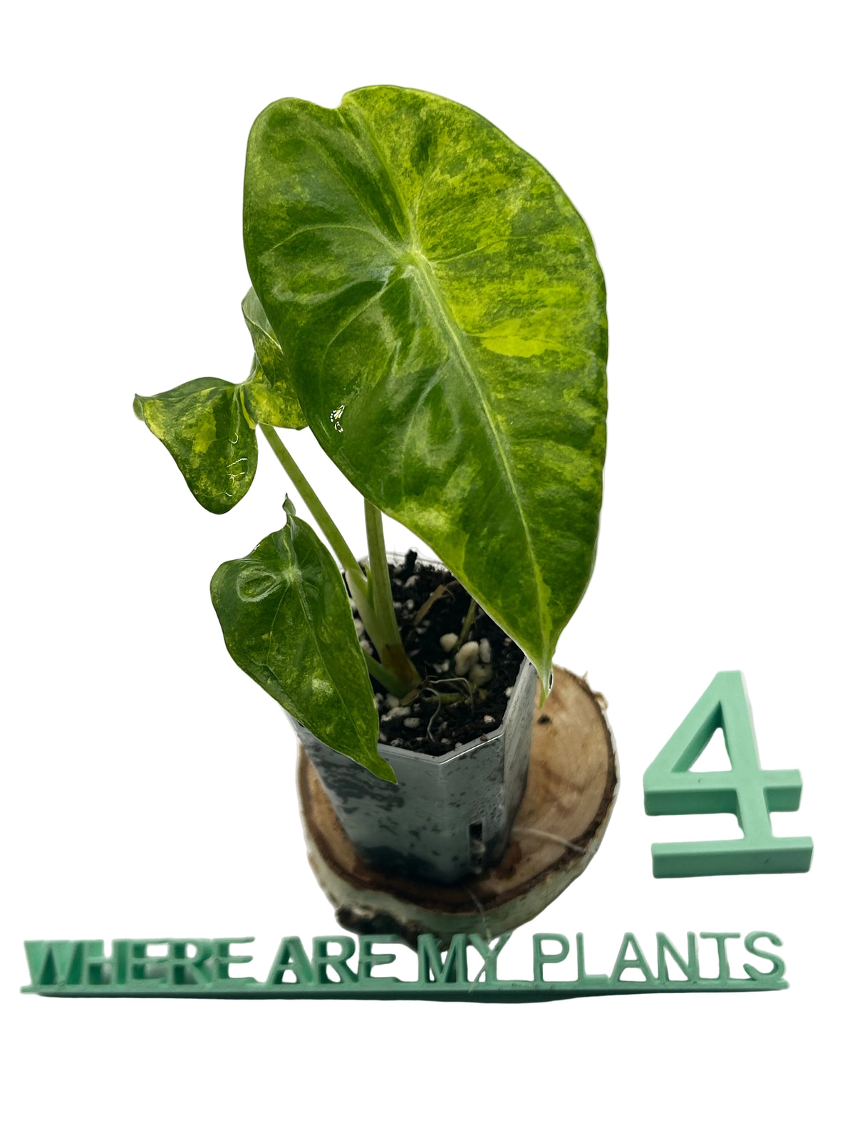Alocasia Longiloba Aurea