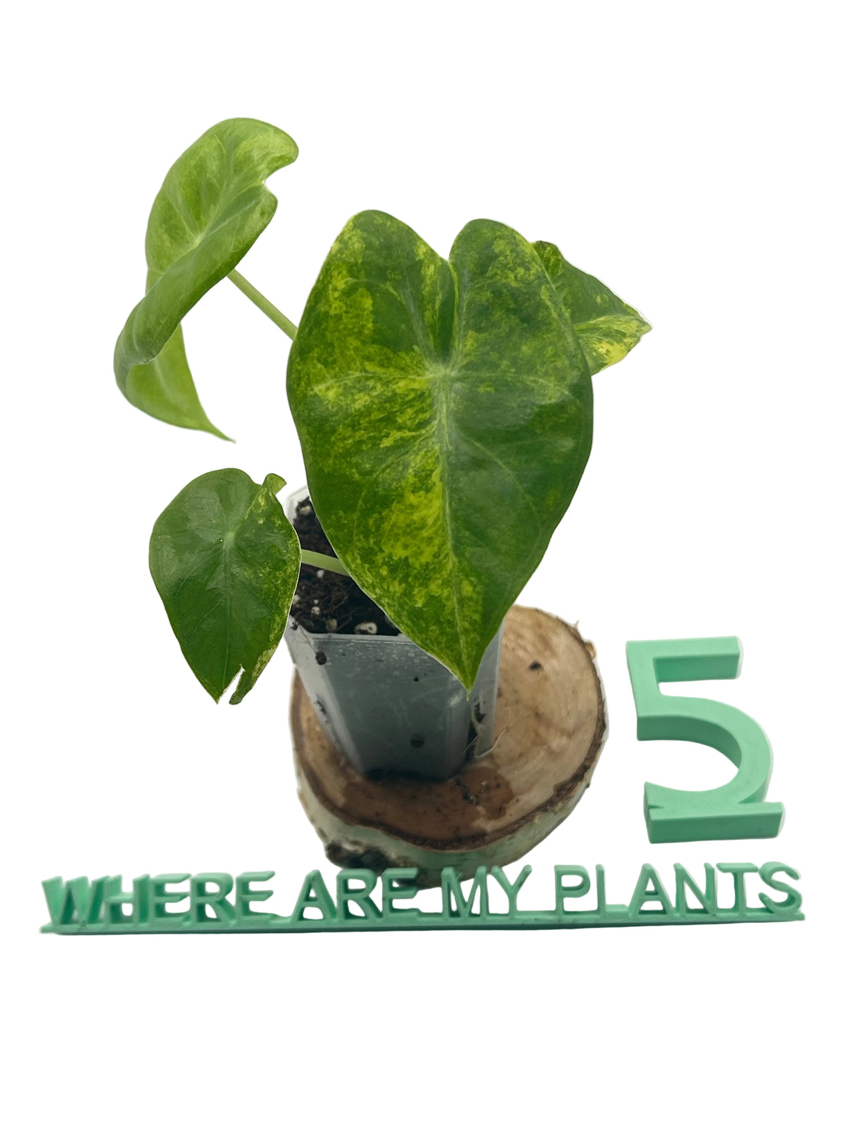 Alocasia Longiloba Aurea