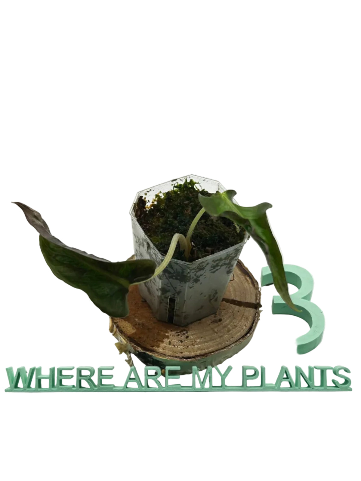 Alocasia Loco