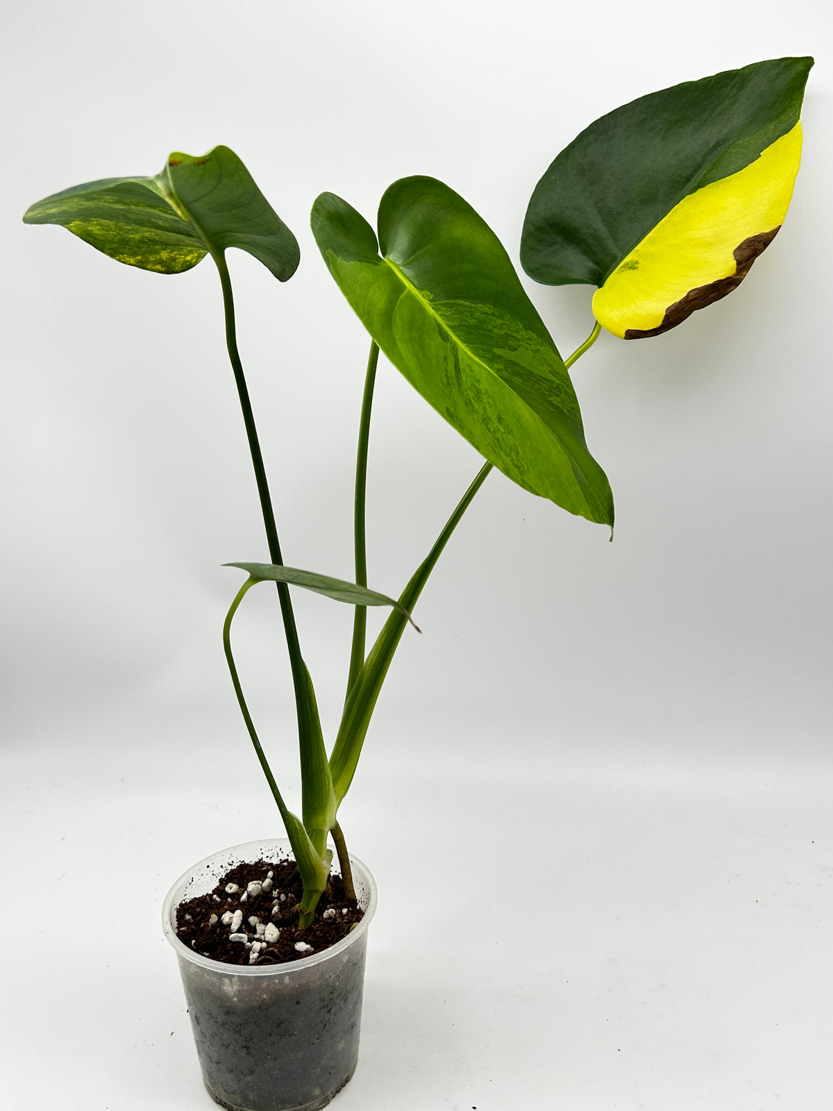 Monstera Yellow Marylin Variegata