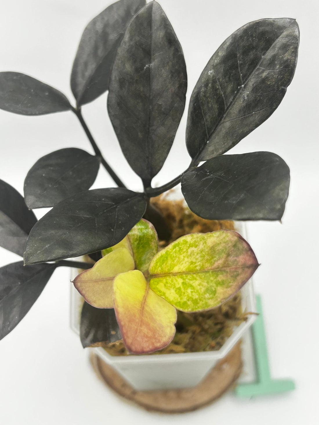Zamioculcas Zamifolia (Raven ZZ) Pink Variegata