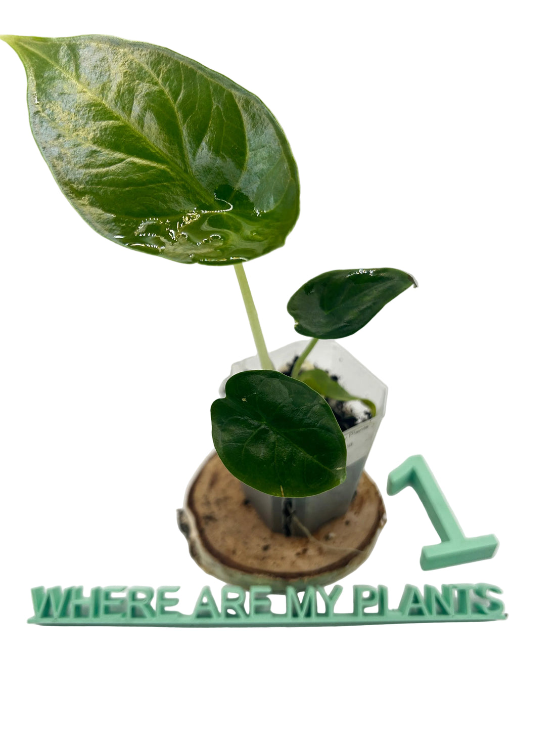 Alocasia Green Unicorn