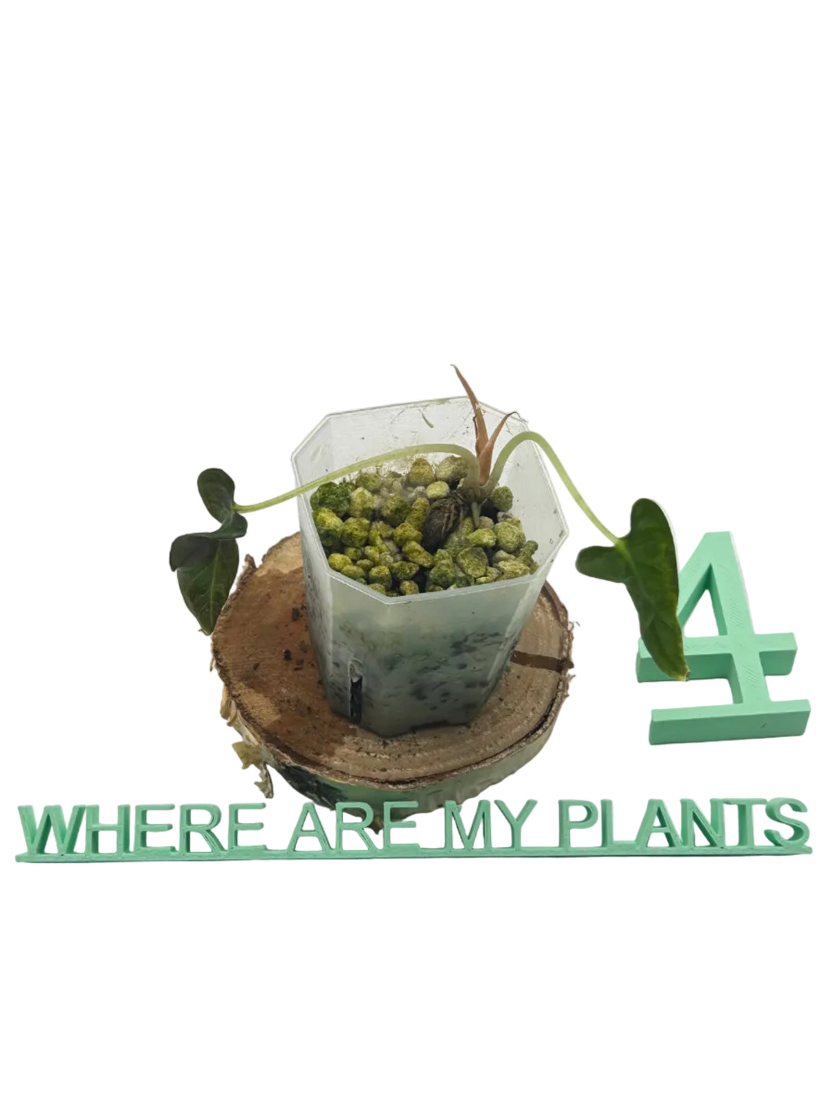 Alocasia Loco