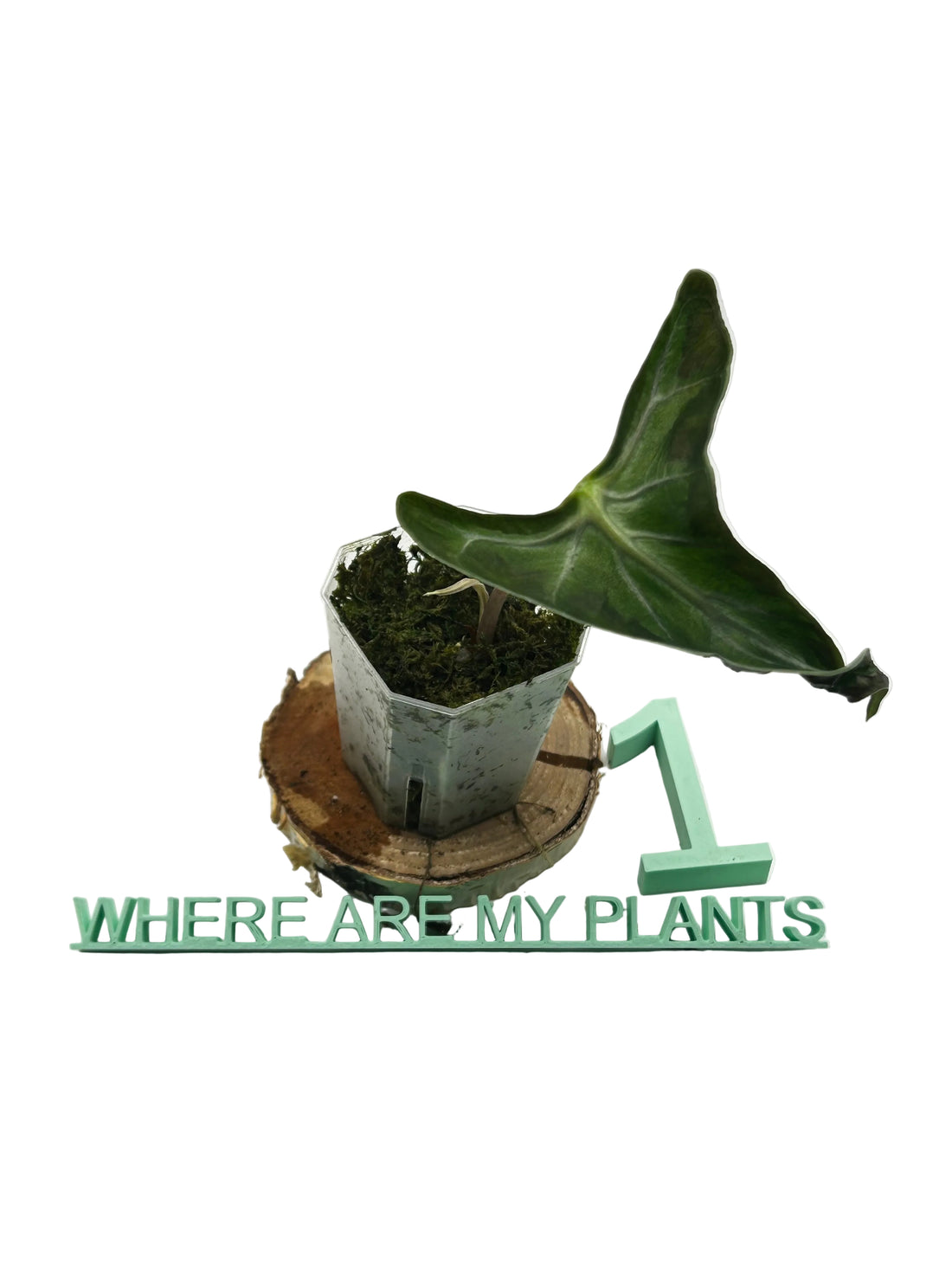 Alocasia Loco