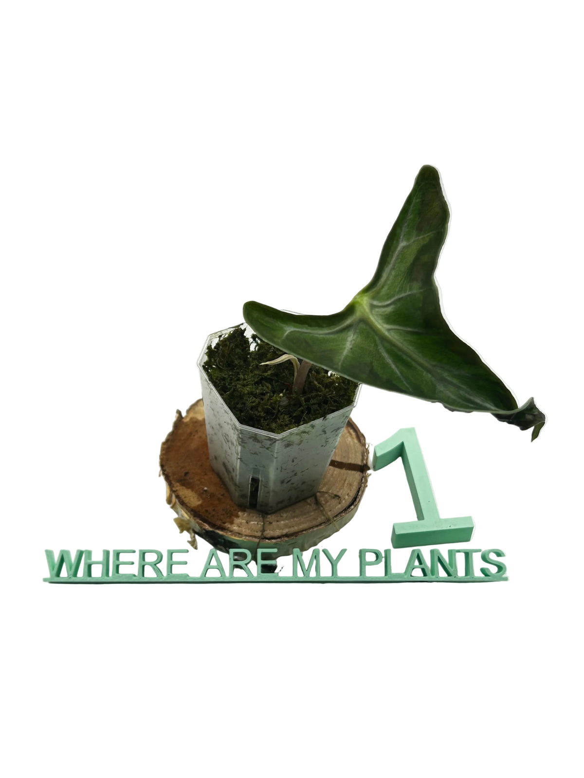 Alocasia Loco