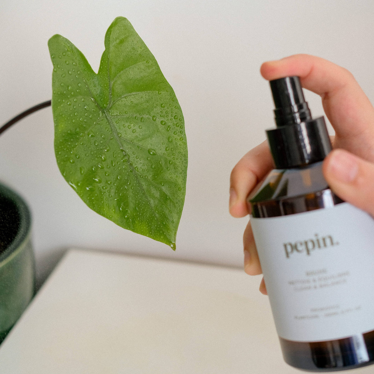 Reinigungsspray für Pflanzen