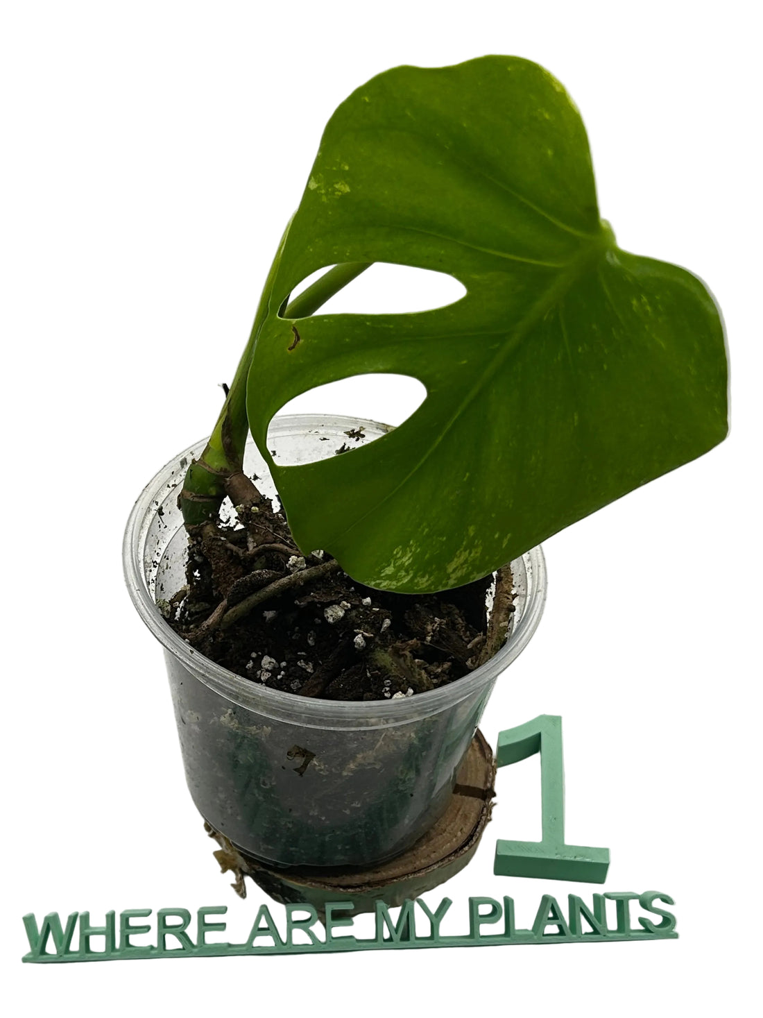 Monstera Albo Variegata Zweite Liebe