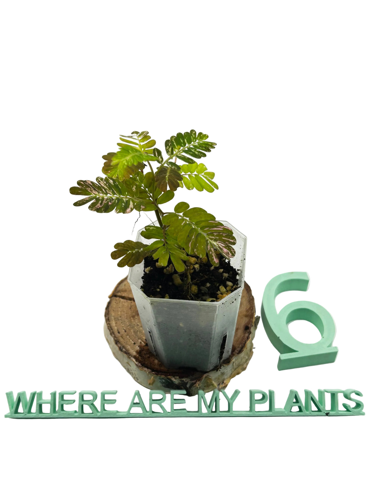 Phyllanthus Urinaria Pink