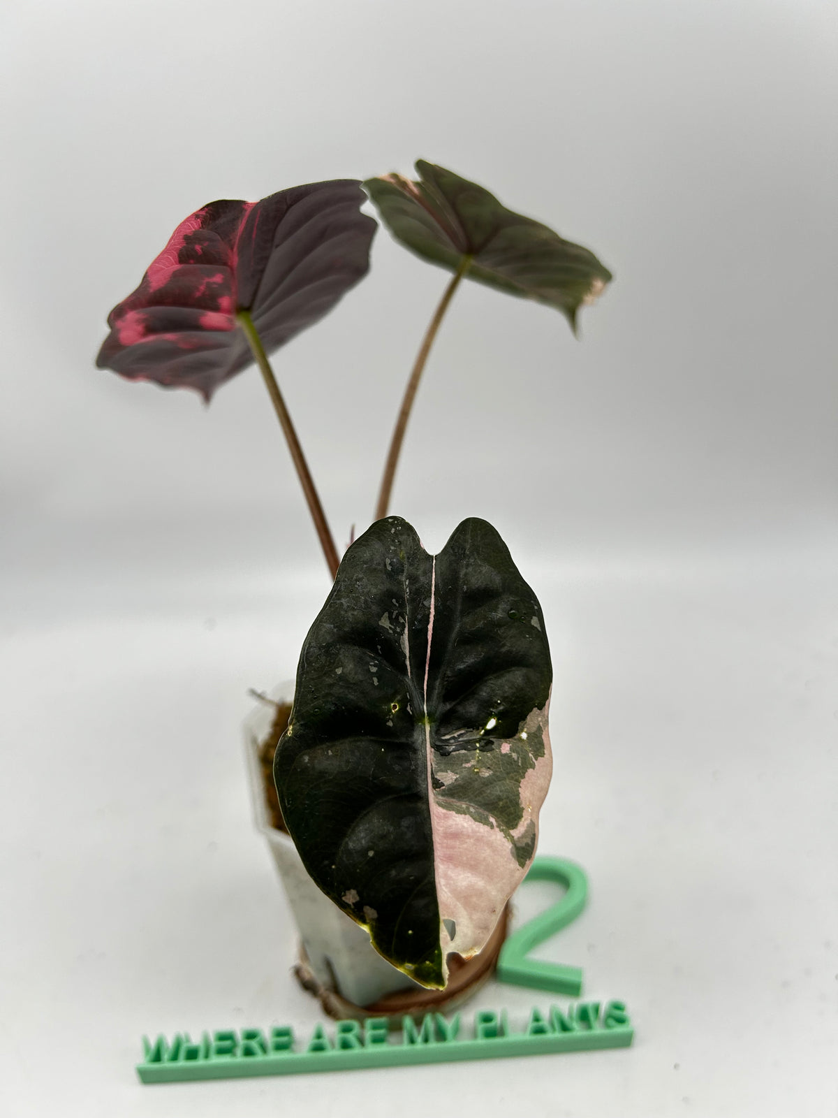 Alocasia Chantrieri Pink Variegata