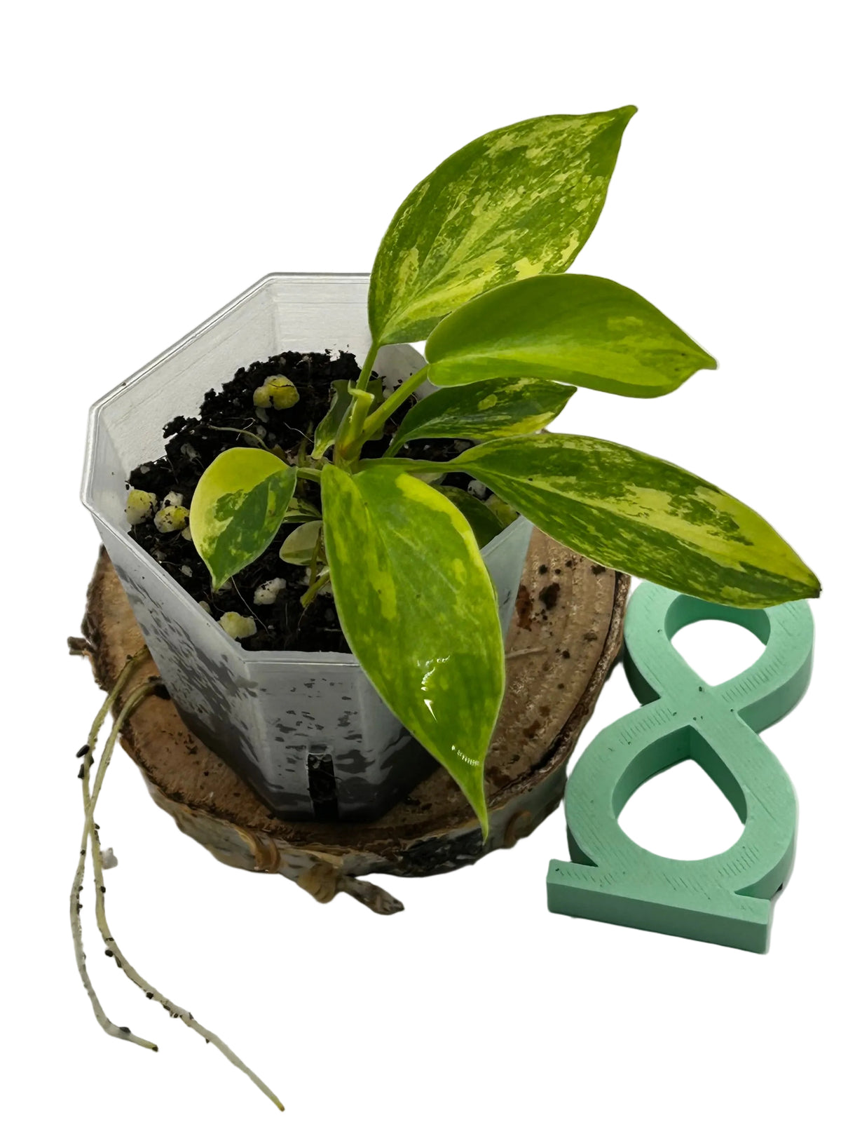 Philodendron Florida Beauty
