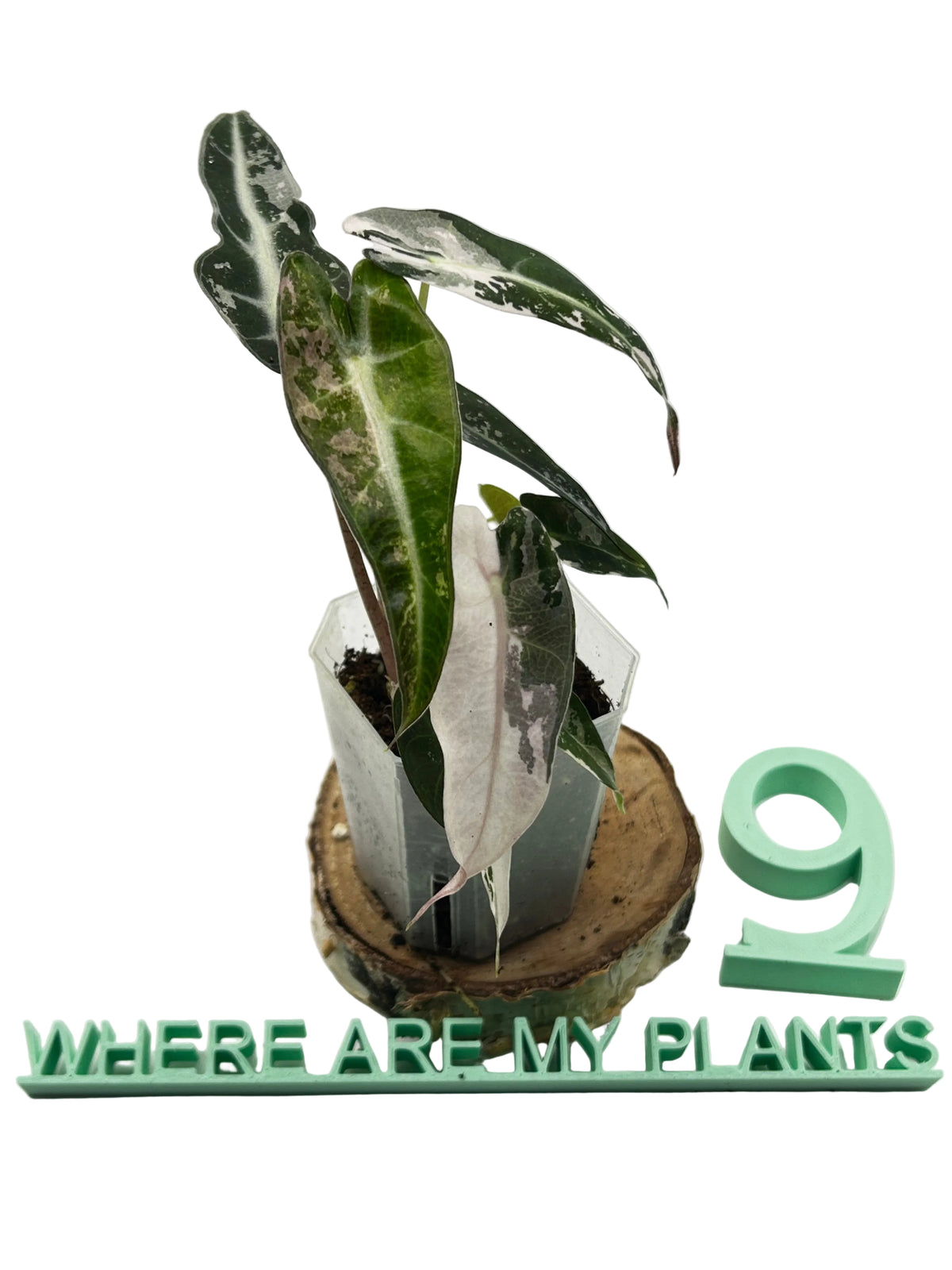 Alocasia Bambino Pink Variegated