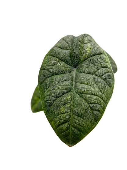 Alocasia Melo Aurea