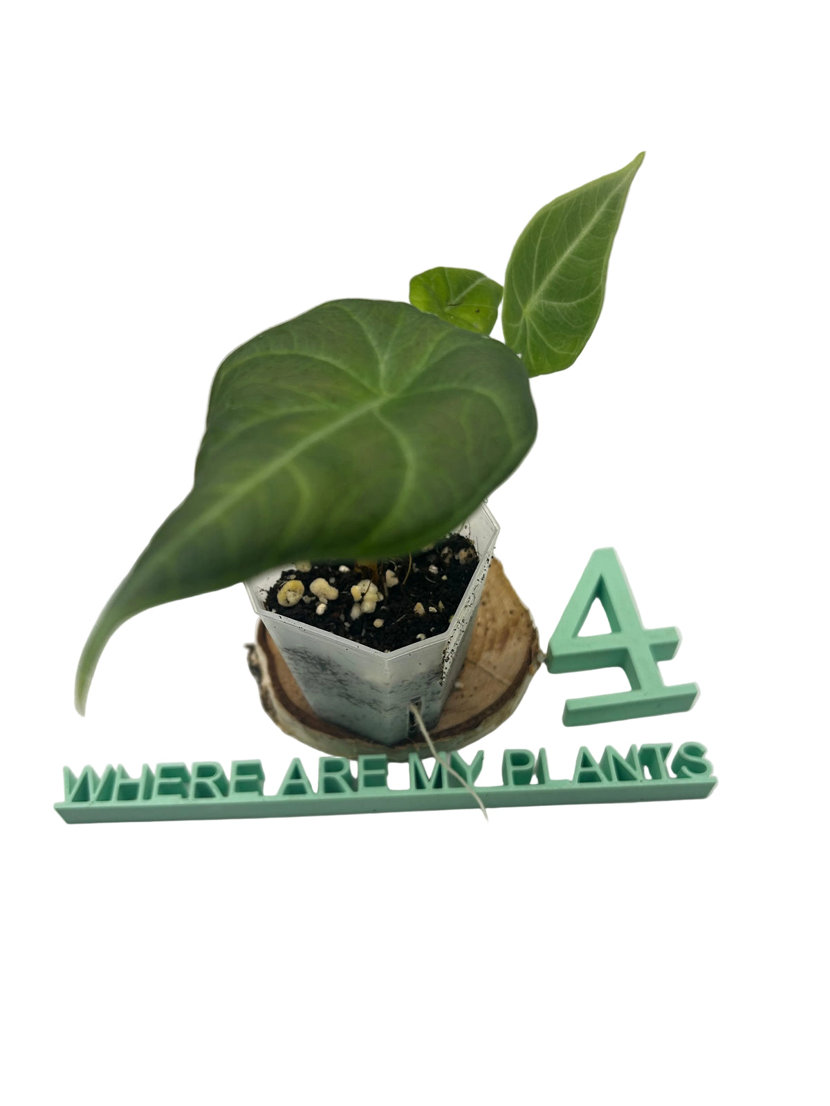 Alocasia Maharani
