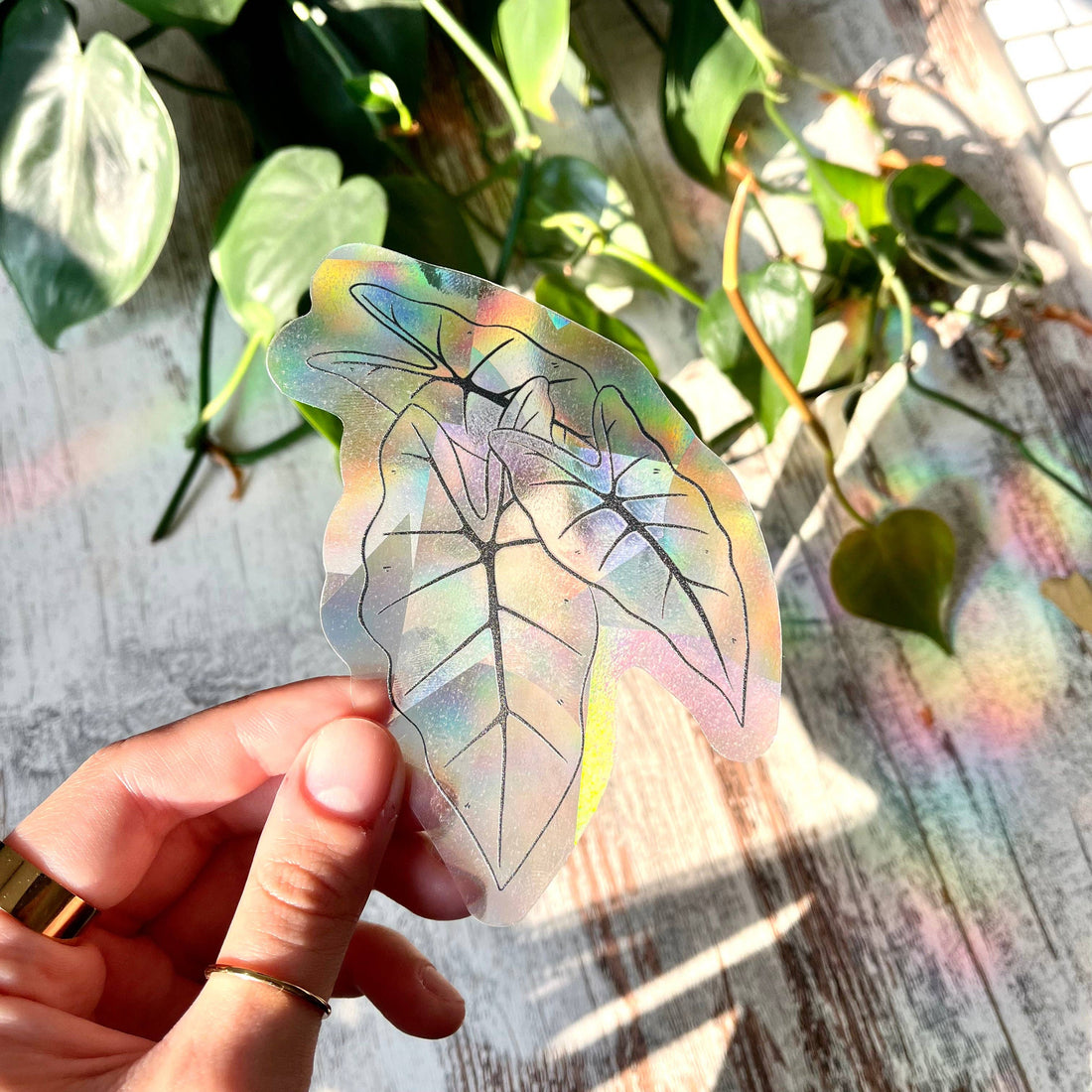 Sun Catcher Sticker - Alocasia Frydek