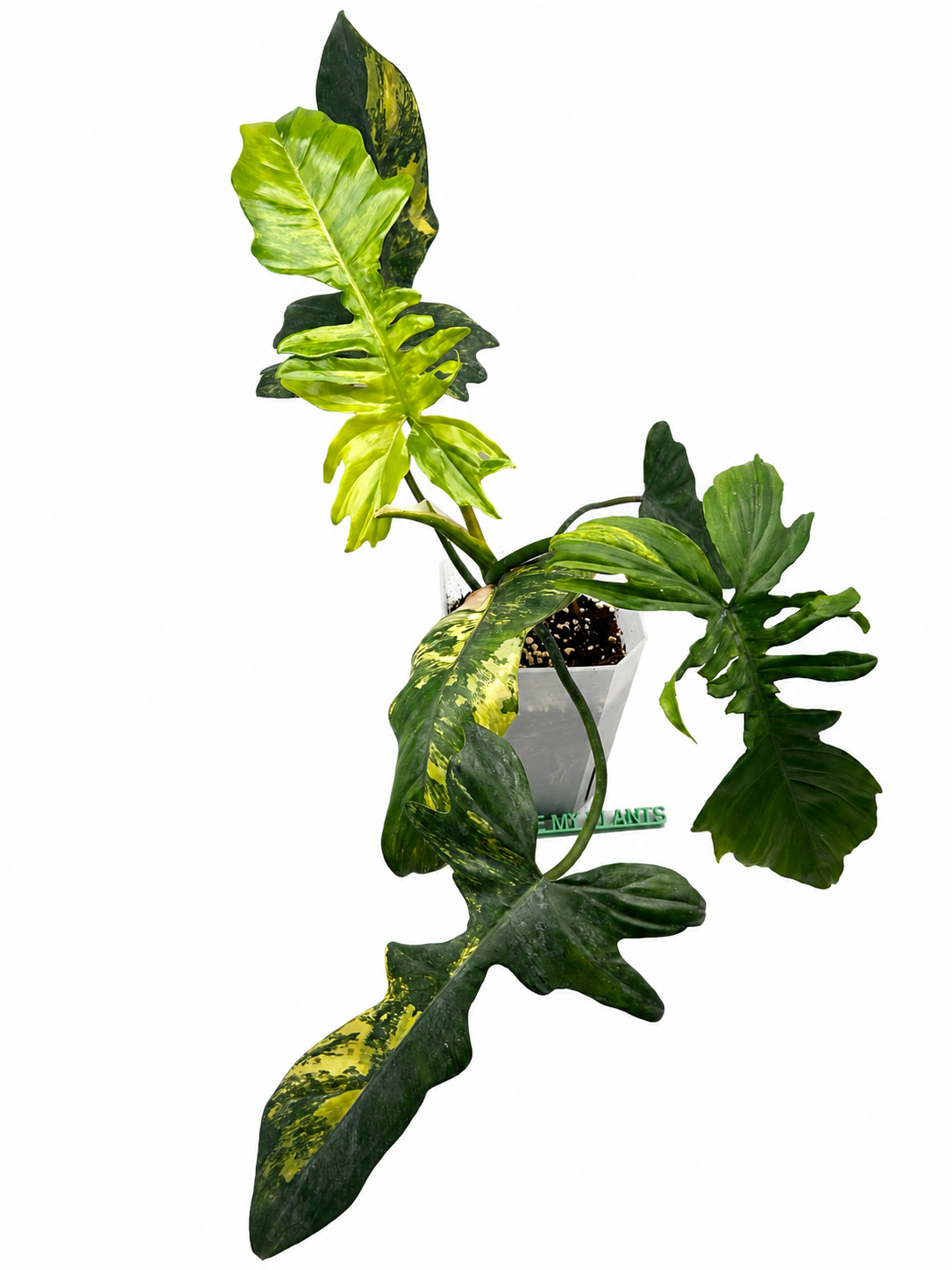 Philodendron Florida Beauty x Mayoi Variegata