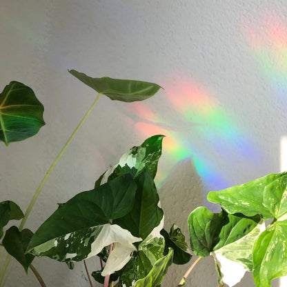 Sun Catcher Sticker - Tarotkarte The Plantlover