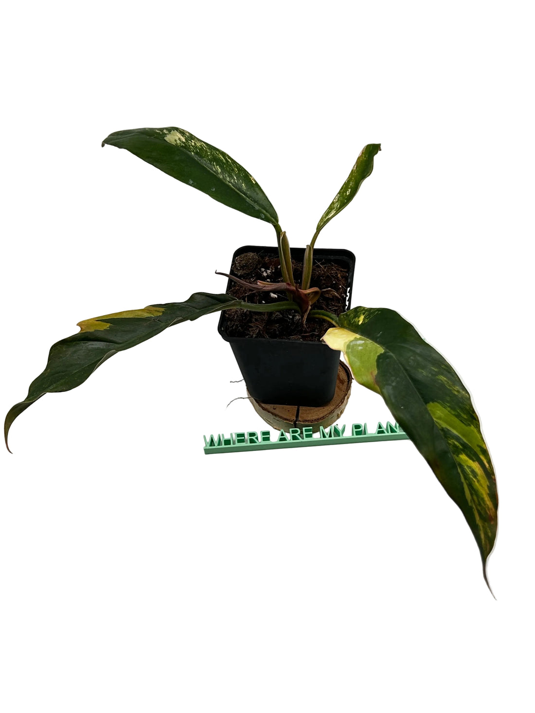Philodendron Caramel Marble Variegata