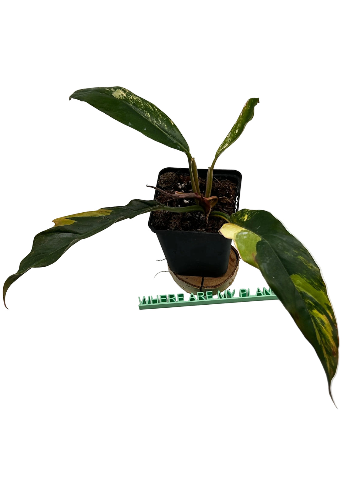 Philodendron Caramel Marble Variegata
